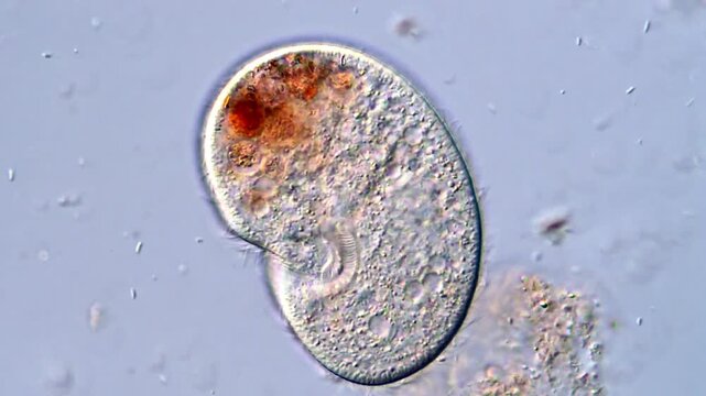 Microscopic World of Ciliate protozoan in 4K Resolution