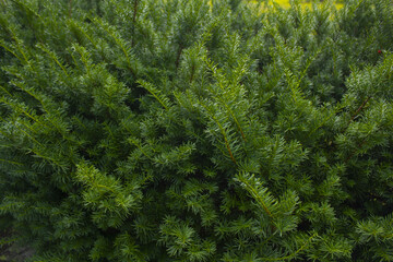 Taxus baccata close up. Green branches of yew tree(Taxus baccata, English yew