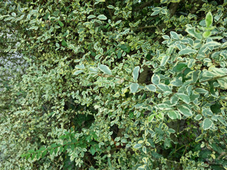 These are the pretty leaves of Ligustrum sinense Variegatum.