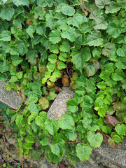 It's a stone wall and ivy.