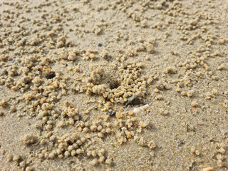 A sandy beach full of sand balls made by crabs.