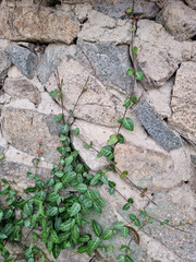 Asian Jasmine and Stone Wall