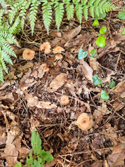Marasmiaceae on fallen leaves . 