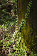 Oak pillars and ivy .