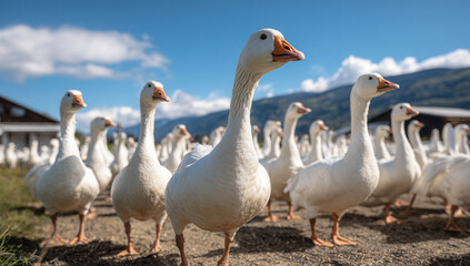Obraz premium Geese walk across a sunny farm field with mountains and blue sky in the background during the afternoon