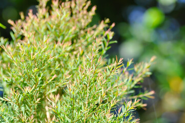 Claret Tops Honey Myrtle, Melaleuca linariifolia Claret Tops