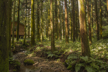 This is a beautiful forest landscape in Korea.
