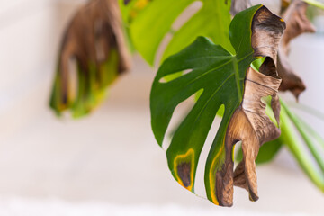 Close-up of Monstera leaf with brown dry edges due to plant stress
