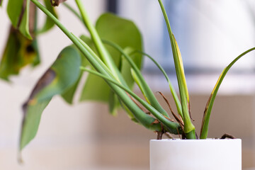 Close-up of wilting green plant in a white ceramic pot indoors