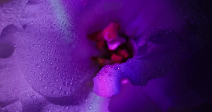 Dew plant. Neon petals flower. Defocused purple blue pink color tropical rainbow eustoma nature red pistils on abstract art light background.