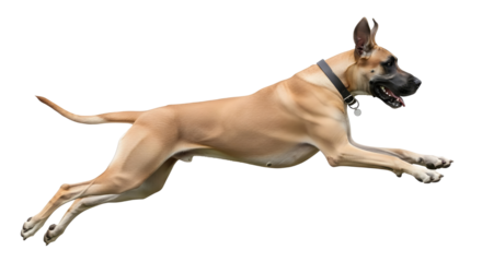 Energetic Great Dane dog mid-leap isolated PNG with Transparent Background