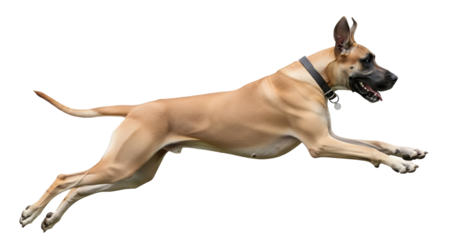 Energetic Great Dane dog mid-leap isolated PNG with Transparent Background