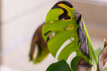 Close-up of a damaged Monstera leaf with signs of browning and decay © Алина Бузунова