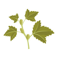 Xanthium orientale flower, vector drawing wild plant at white background, floral element, hand drawn botanical illustration