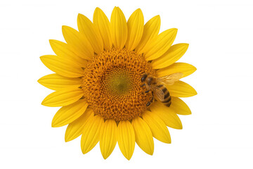 Obraz premium Sunflower with pollinating bee collecting pollen and nectar representing nature, summer, and ecology on a transparent background