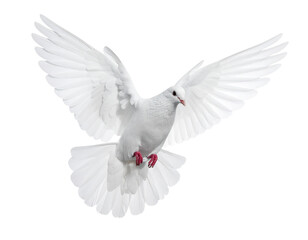 Fototapeta premium White dove flying isolated on white, a beautiful symbol of peace and love