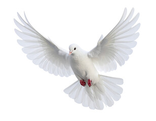 Obraz premium White dove flying isolated on white, a beautiful symbol of peace and love