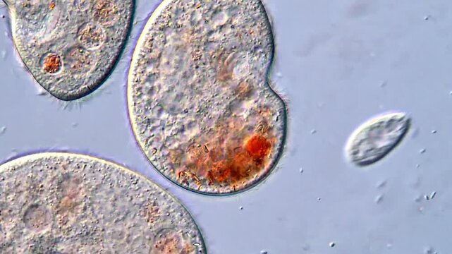 Ciliate Protozoa Swimming and Rotating Under DIC Microscope