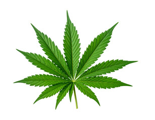 Green marijuana leaf, an isolated medical cannabis plant on a white background
