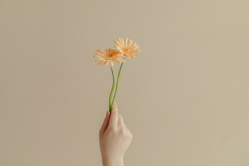 オレンジ色のガーベラの花を持つ女性の手