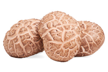 Fresh Shiitake mushroom on white background.