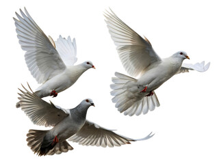 Fototapeta premium Three doves captured mid-flight against a pure white background