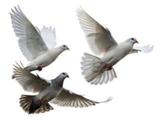Three doves captured mid-flight against a pure white background