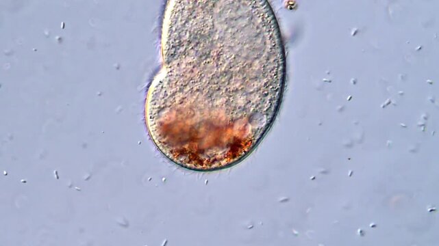 Ciliates Protozoan Seen Through the Microscope Lens