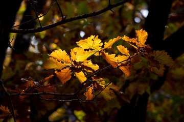 Sikhote-Alin Biosphere Reserve. Golden autumn in Primorsky Krai. Autumn forest in the Far Eastern taiga.