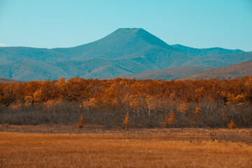 Sikhote-Alin Biosphere Reserve. Golden autumn in Primorsky Krai. Autumn forest in the Far Eastern taiga.
