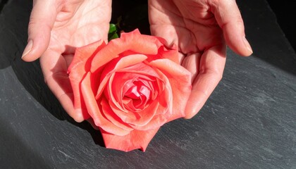 Hands presenting a coral rose above a slate stone board raking side light reveals texture vivid warm hue modern studio styling with generous copy space for product or branding.