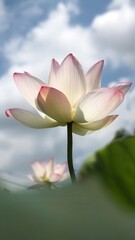 Where purity meets the morning light. 