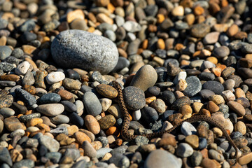 Venomous snake crawls on sea rocks