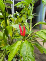 Red chili or Cayenne pepper is a appetite enhancer for spicy lovers.