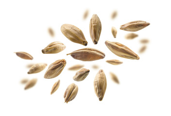 Barley malt grains levitate on a white background