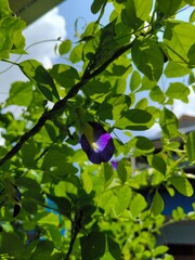 Clitoria ternatea or kembang telang flower is traditionally used as natural pigments and herbal medicine in Indonesia.