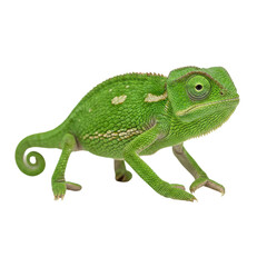 Green veiled chameleon side view with curled tail and textured scales, Isolated on white background © xantii