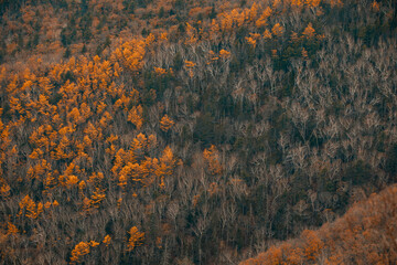 Sikhote-Alin Biosphere Reserve. Golden autumn in Primorsky Krai. Autumn forest in the Far Eastern taiga.