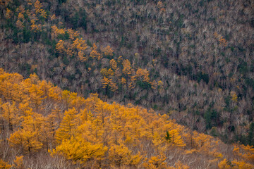Sikhote-Alin Biosphere Reserve. Golden autumn in Primorsky Krai. Autumn forest in the Far Eastern taiga.