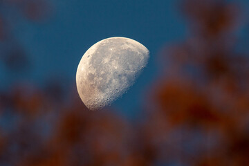 Beautiful big moon through the branches of trees