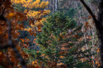 Sikhote-Alin Biosphere Reserve. Golden autumn in Primorsky Krai. Autumn forest in the Far Eastern taiga.