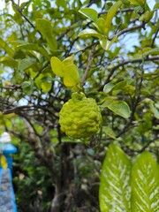 Kaffir lime or Bergamot is not only used as a refreshing drink but also has health benefits, because it has a high vitamin C and antioxidant content.