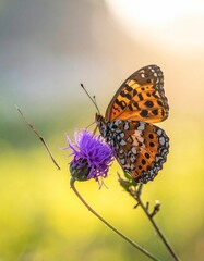Obraz premium Butterfly on a Thistle Flower in a Meadow.