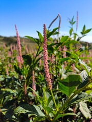 Phytolacca icosandra or button pokeweed, tropical pokeweed, amaranth with red flowers that grows wild in mountainous areas.