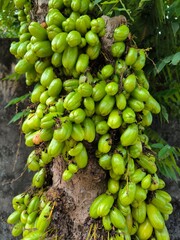 Bilimbi or Belimbing Wuluh is also known as Averrhoa bilimbi which bears abundant fruit on the tree trunk, tastes very sour and is often used as a food seasoning in Indonesia.