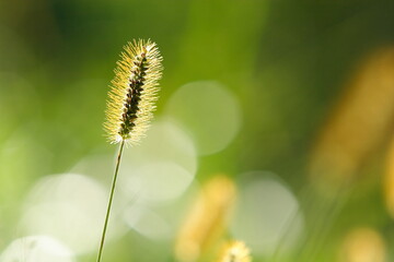 金色に輝く秋の雑草