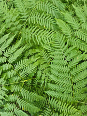 dark green fern leaves in the forest