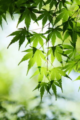 かえでの青葉のクローズアップ