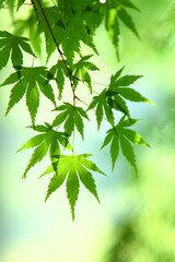 かえでの青葉のクローズアップ
