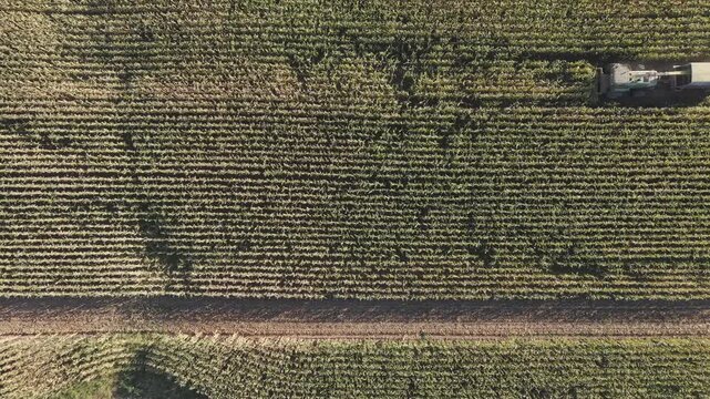 A combine in northeast Wisconsin chops corn for silage. Chopping corn silage is a process for creating high-quality feed for livestock, involving careful timing, moisture management, and equipment.